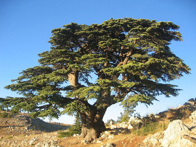 Un cèdre du Liban